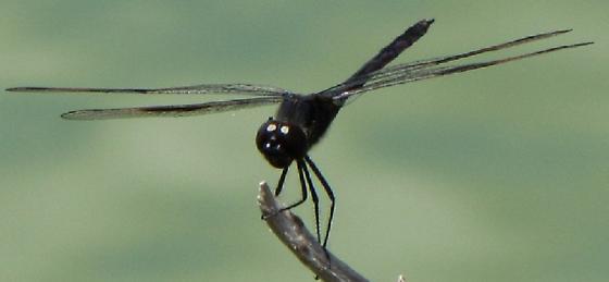 Black dragonfly