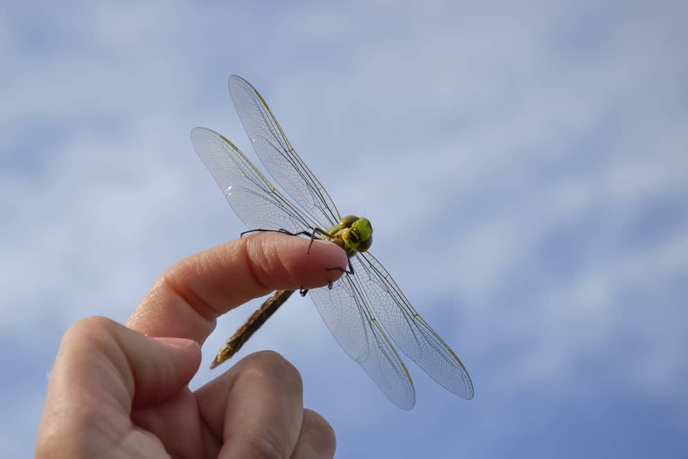 A dragonfly lands on you