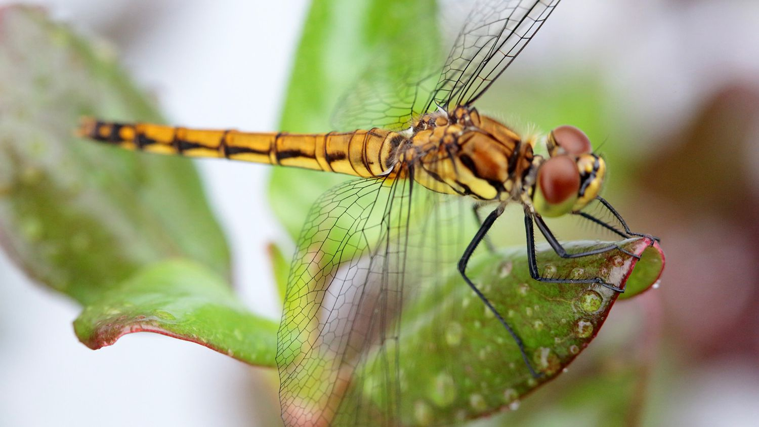 Dragonfly Symbolism - What To Expect When You See A Dragonfly - Modern Day  Manifestations | The #1 Site To Manifest Dreams