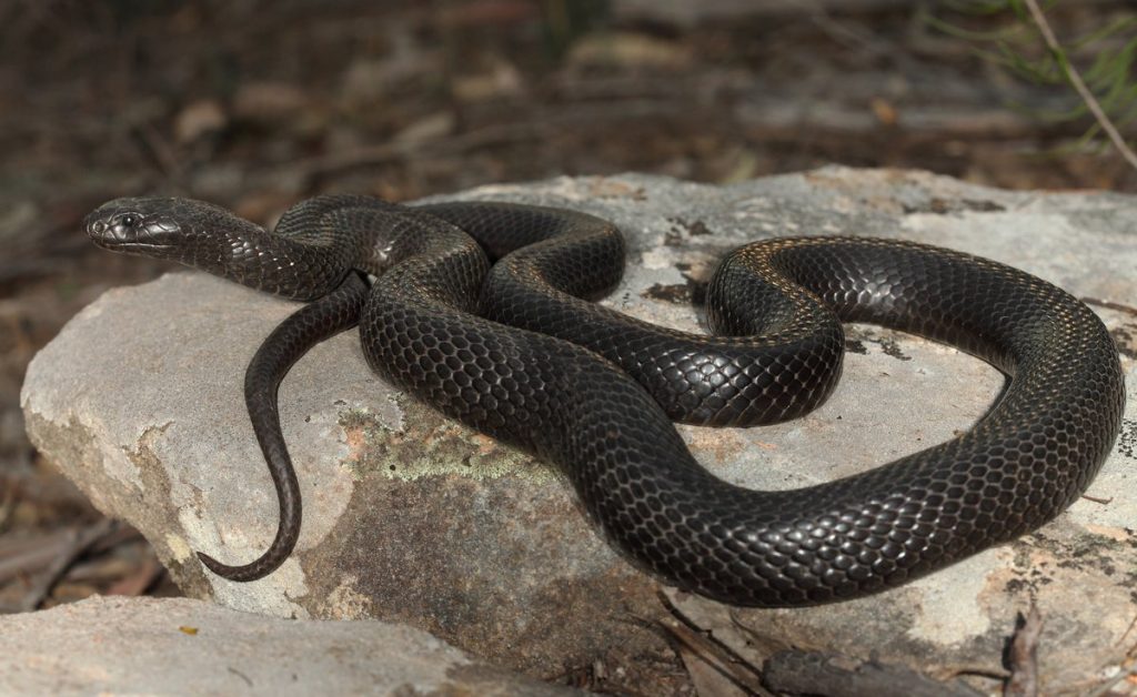 A black snake