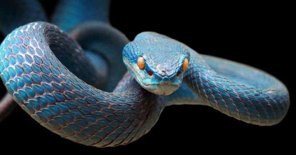 blue-snake