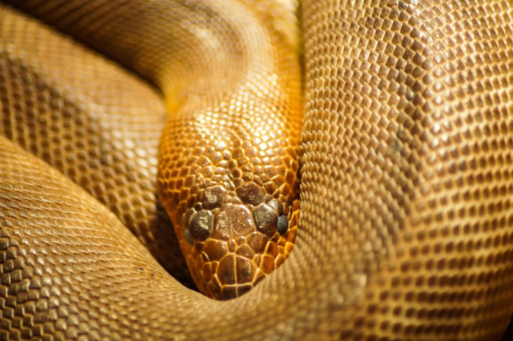 Golden snake